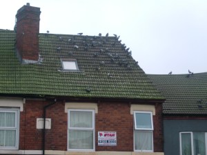 Pigeons not interested in the food