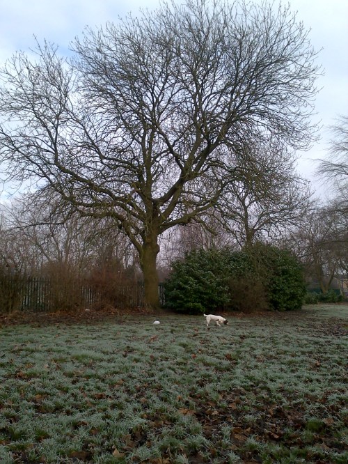 Freddie pooching about