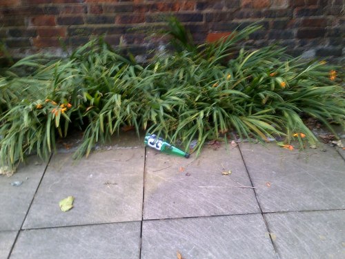 Gone left his calling card in our flower bed