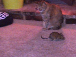 Not quite the lion laying down with the lamb but a start, eh?