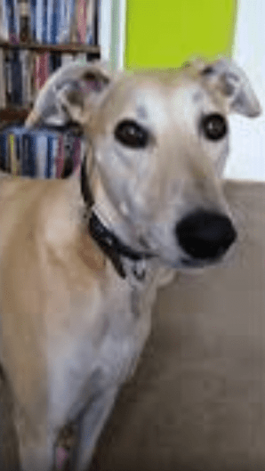 Blond lurcher looking thoughtful