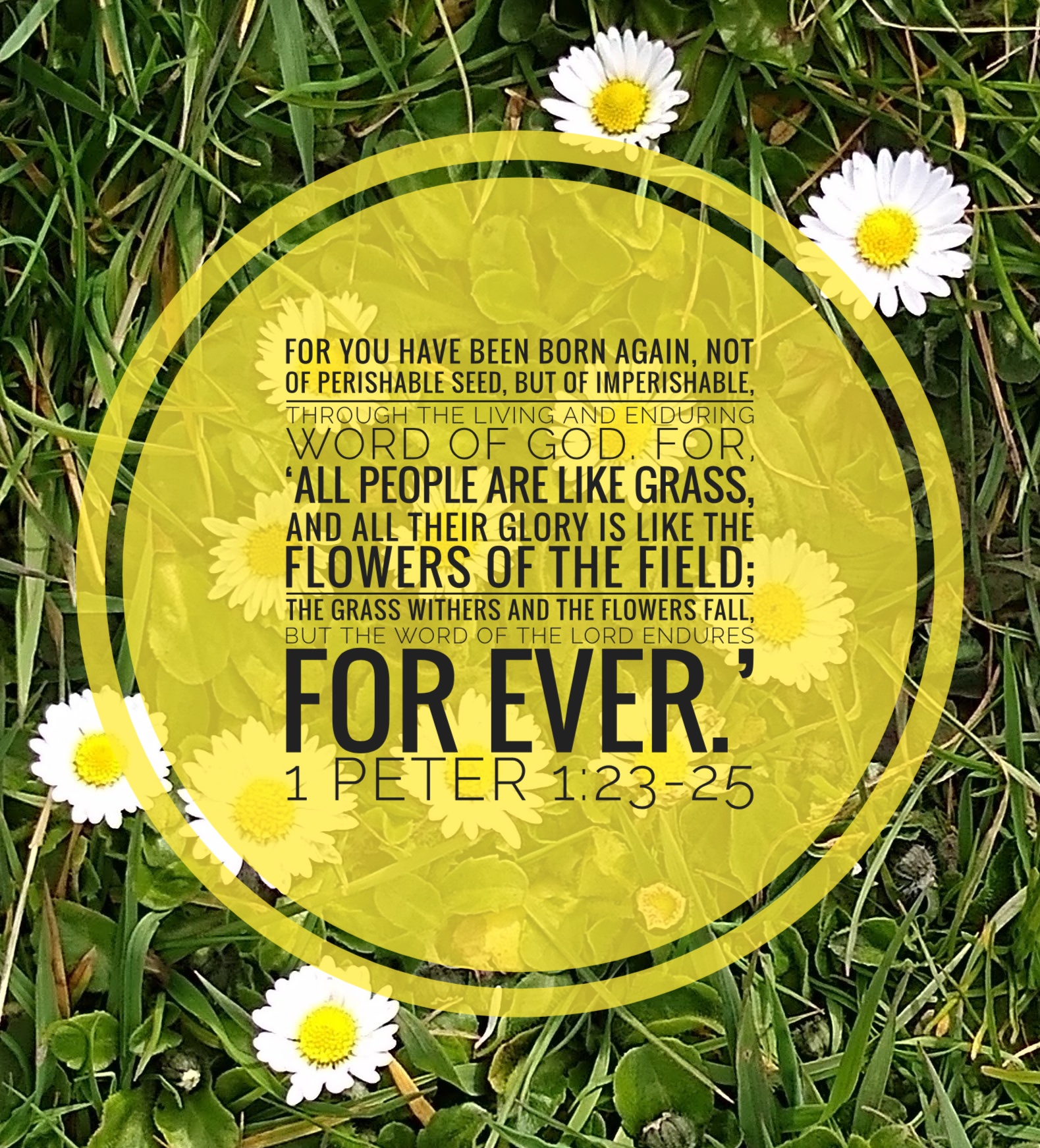 [Text on yellow disc over picture of white/yellow daisies on green grass] For you have been born again, not of perishable seed, but of imperishable, through the living and enduring word of God. For, ‘All people are like grass, and all their glory is like the flowers of the field; the grass withers and the flowers fall, but the word of the Lord endures for ever.’
